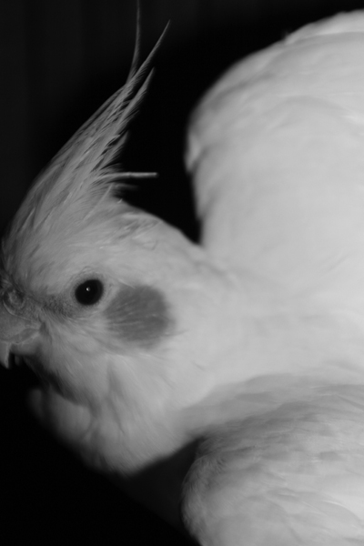 Nature's Persona - Bird Series - Susan Searway Art & Design © 2013